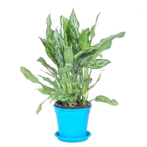 gog-plants-aglaonema-green-compact-aglaonema-compact-maria-plant-17027815342220.jpg