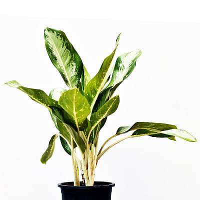 gog-plants-aglaonema-jubilee-petite-plant-16968576073868.jpg