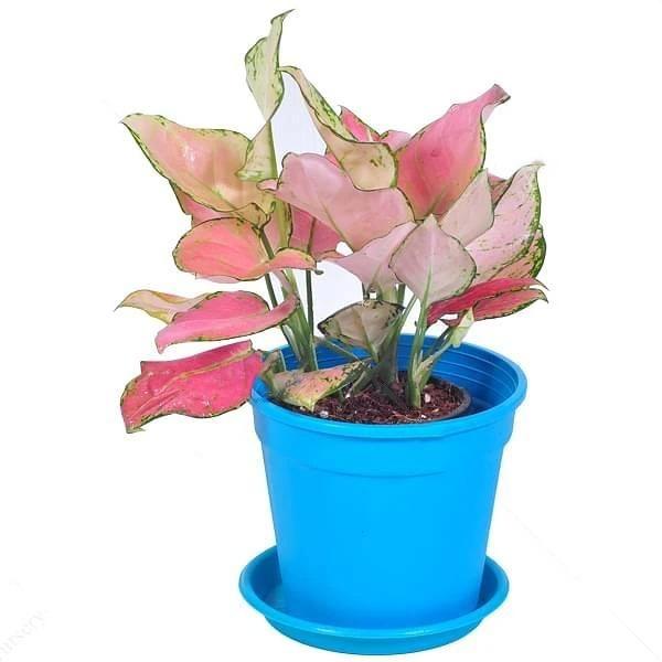 gog-plants-aglaonema-lady-valentine-aglaonema-anyamanee-pink-plant.jpg