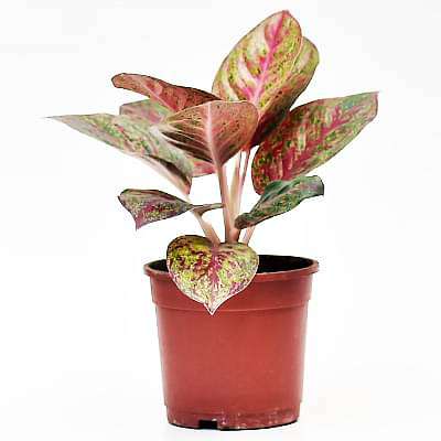 gog-plants-aglaonema-tiara-aglaonema-pink-panther-plant-16968577024140.jpg