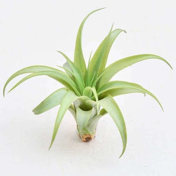 gog-plants-air-plant-tillandsia-brachycaulos-medium-plant-16968578269324.jpg