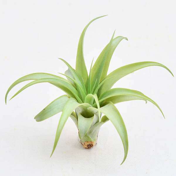 gog-plants-air-plant-tillandsia-brachycaulos-small-plant-16968578498700.jpg