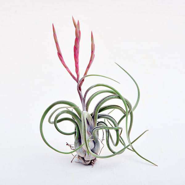 gog-plants-air-plant-tillandsia-caput-medusae-large-plant-16968578597004.jpg