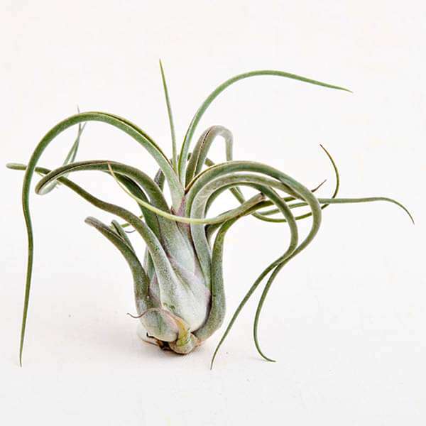 gog-plants-air-plant-tillandsia-caput-medusae-medium-plant-16968578891916.jpg