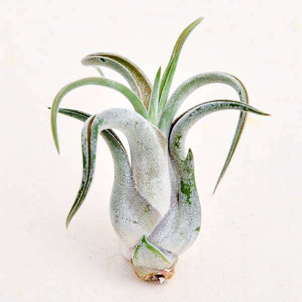 gog-plants-air-plant-tillandsia-caput-medusae-small-plant-16968579022988.jpg