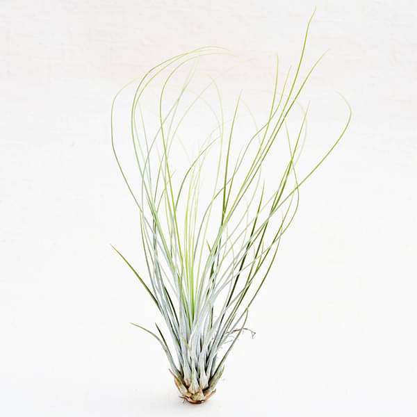 gog-plants-air-plant-tillandsia-juncifolia-medium-plant-16968580006028.jpg
