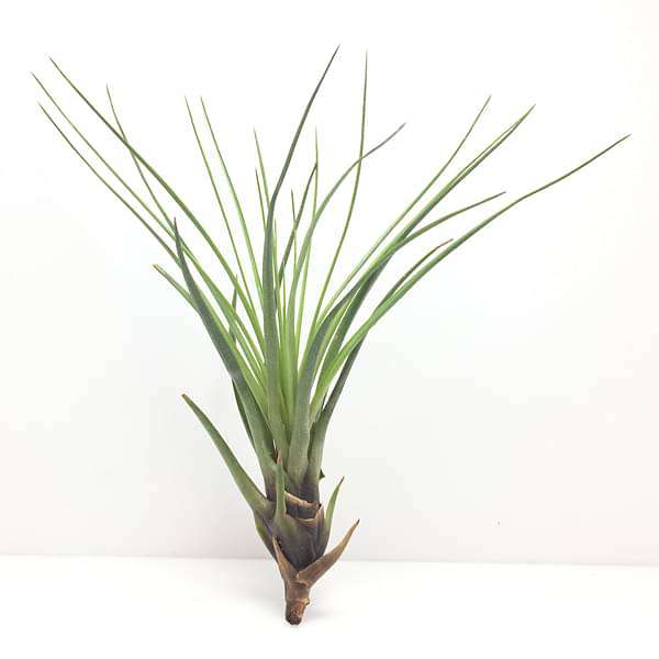 gog-plants-air-plant-tillandsia-tricolor-big-plant-16968580268172.jpg