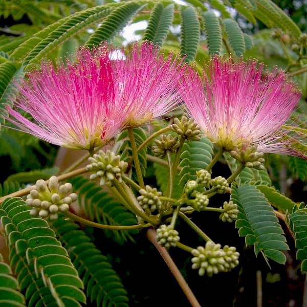 gog-plants-albizia-julibrissin-pink-siris-plant-16968581972108.jpg