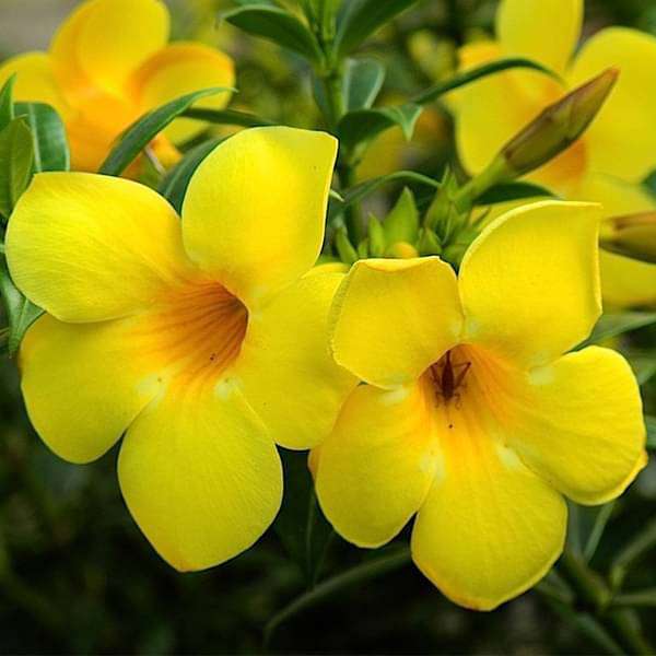 gog-plants-allamanda-creeper-pentalinon-luteum-yellow-plants-16968583250060.jpg