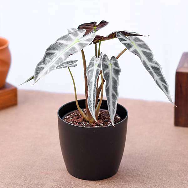gog-plants-alocasia-hybrid-plant-16968585183372.jpg