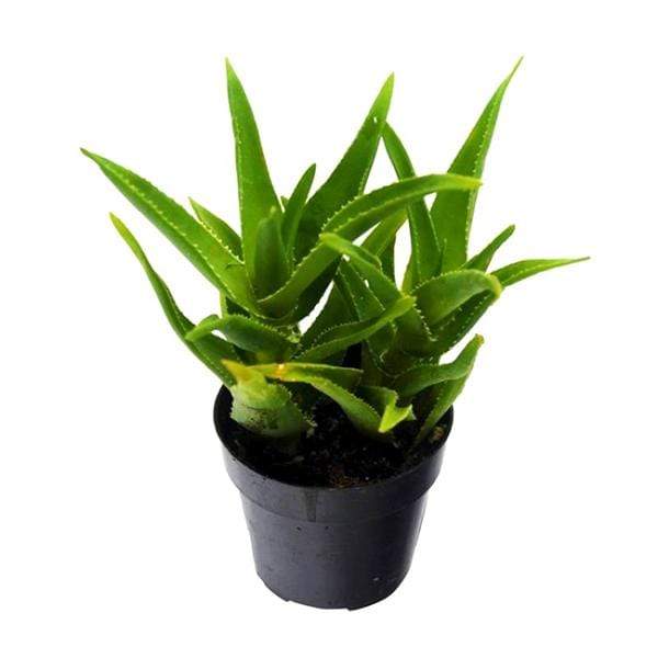 gog-plants-aloe-barbadensis-vera-succulent-plant-17028103209100.jpg