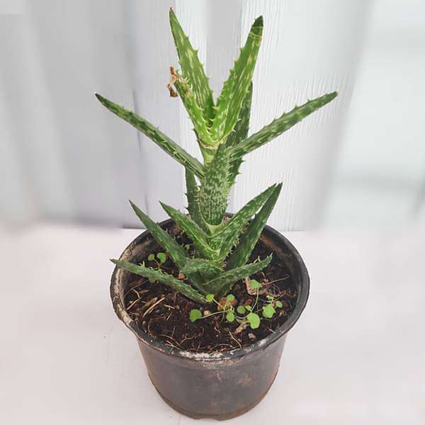 gog-plants-aloe-juvenna-succulent-plant-16968584855692.jpg