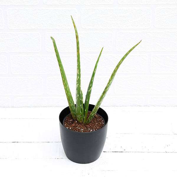 gog-plants-aloe-vera-succulent-plant-16968585740428.jpg
