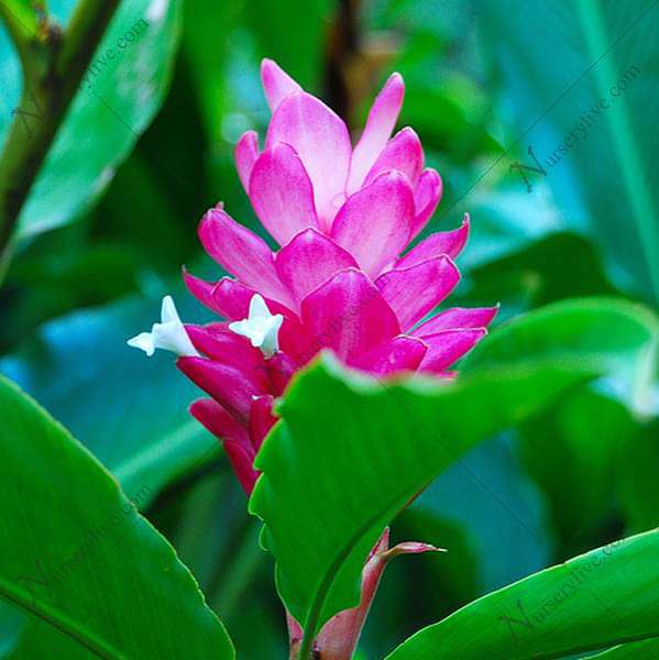 gog-plants-alpinia-purpurata-pink-ginger-plant-16968585576588.jpg