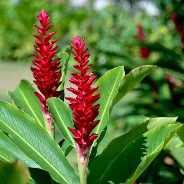 gog-plants-alpinia-purpurata-red-ginger-plant-16968585609356.jpg