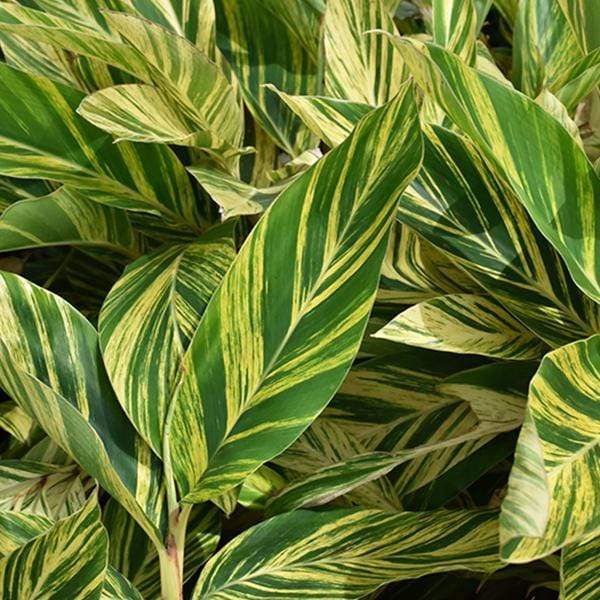 gog-plants-alpinia-purpurata-variegated-plant-17010519507084.jpg
