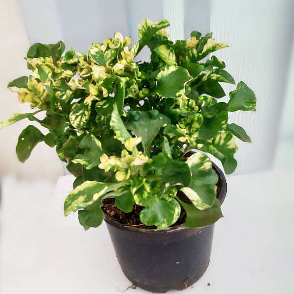 gog-plants-alternanthera-ficoidea-parrot-leaf-plant-16968586166412.jpg