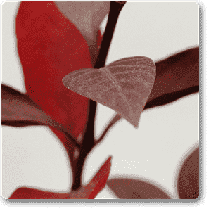 gog-plants-alternanthera-red-plant-16968586068108.png