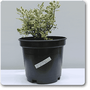 gog-plants-alternanthera-variegated-plant-16968586461324.png