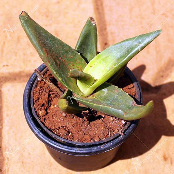 gog-plants-alworthia-black-gem-succulent-plant-16968586428556.jpg