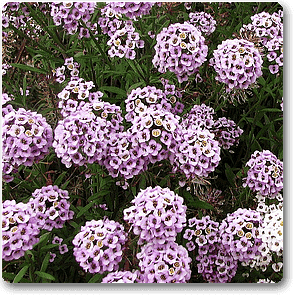 gog-plants-alyssum-lavender-plant-16968586723468.png