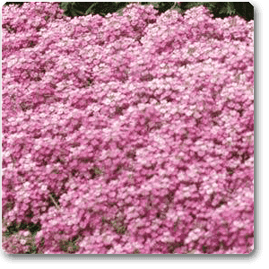 gog-plants-alyssum-pink-plant-16968586821772.png