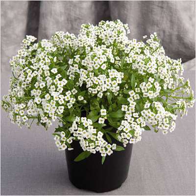 gog-plants-alyssum-white-plant-16968586985612.jpg