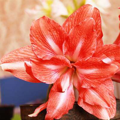 gog-plants-amaryllis-lily-double-red-plant-16968587640972.jpg