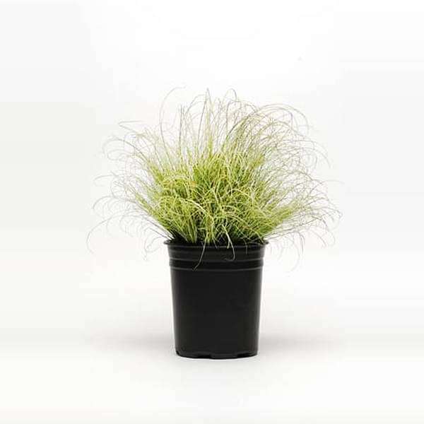 gog-plants-amazon-mist-carex-grass-plant-16968588755084.jpg
