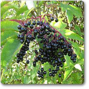 gog-plants-american-elderberry-sambucus-plant-16968588984460.jpg