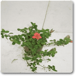 gog-plants-angelonia-dwarf-plant-16968593211532.png