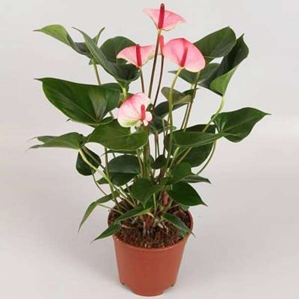 gog-plants-anthurium-pink-plant-16968594260108.jpg