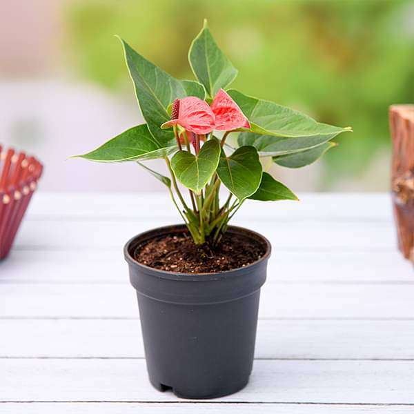 gog-plants-anthurium-red-plant-16968595013772.jpg