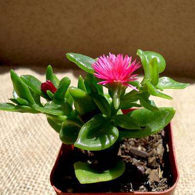 gog-plants-aptenia-heartleaf-ice-succulent-plant-16968596488332.jpg