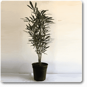 gog-plants-aralia-black-plant-16968597373068.png