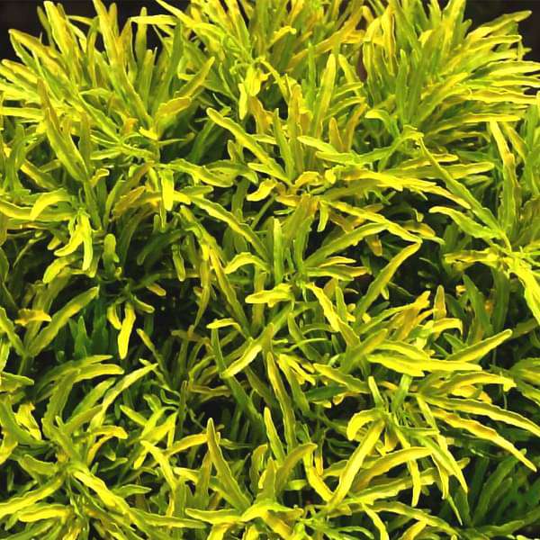 gog-plants-aralia-golden-plant-16968597209228.jpg
