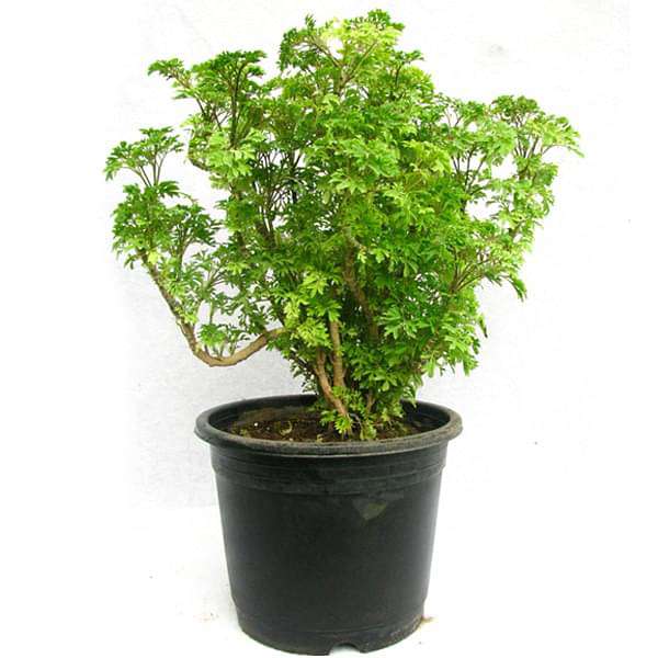 gog-plants-aralia-green-plant-16968597504140.jpg