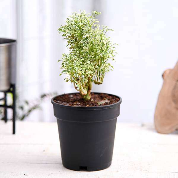 gog-plants-aralia-miniature-white-plant-16968597536908.jpg