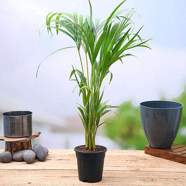 gog-plants-areca-palm-plant-16968600027276.jpg