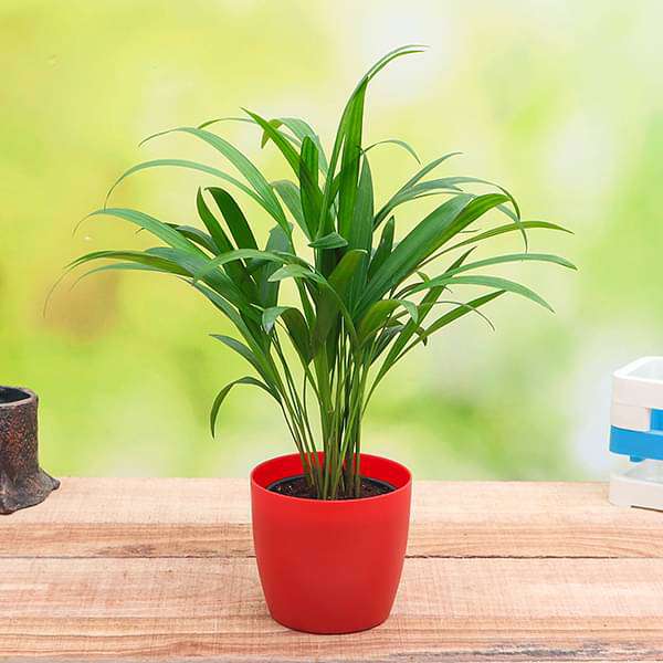 gog-plants-areca-palm-small-plant-16968600322188.jpg