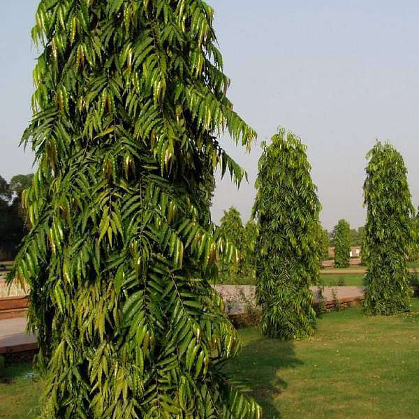 gog-plants-ashoka-tree-pendula-ashok-plant-16968602779788.jpg