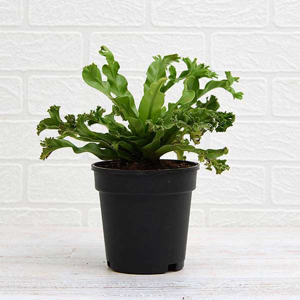 gog-plants-asplenium-nidus-crissie-fern-plant-16968606318732.jpg