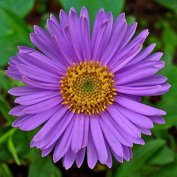 gog-plants-aster-any-color-plant-16968606187660.jpg