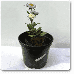 gog-plants-aster-lavender-plant-16968606711948.png