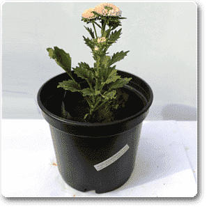 gog-plants-aster-peach-plant-16968606908556.png