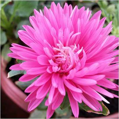 gog-plants-aster-pink-plant-16968607105164.jpg