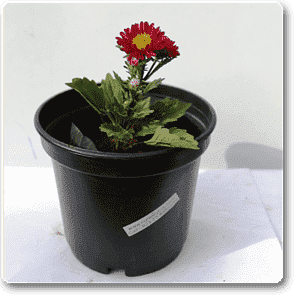 gog-plants-aster-red-plant-16968607269004.png