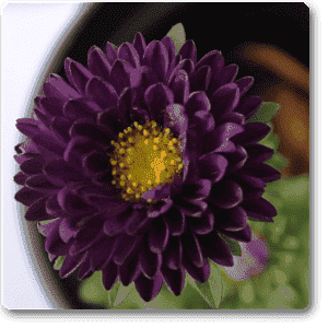 gog-plants-aster-violet-plant-16968607432844.png