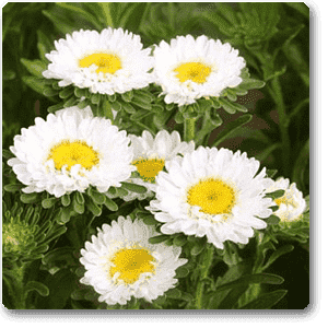 gog-plants-aster-white-plant-16968607563916.png