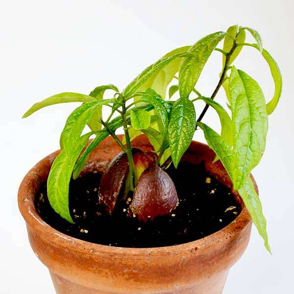 gog-plants-avocado-butter-fruit-makhanphal-grown-through-seeds-plant-16968608874636.jpg